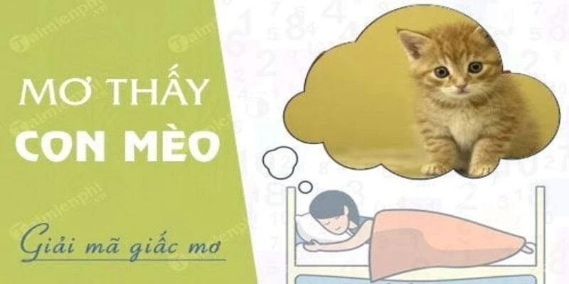 giai-ma-giac-mo-thay-meo-diem-bao-may-man-hay-rui-ro