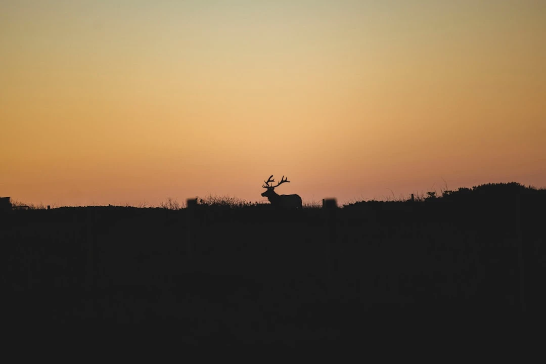 Lewandowski thực hành trong sân vận động